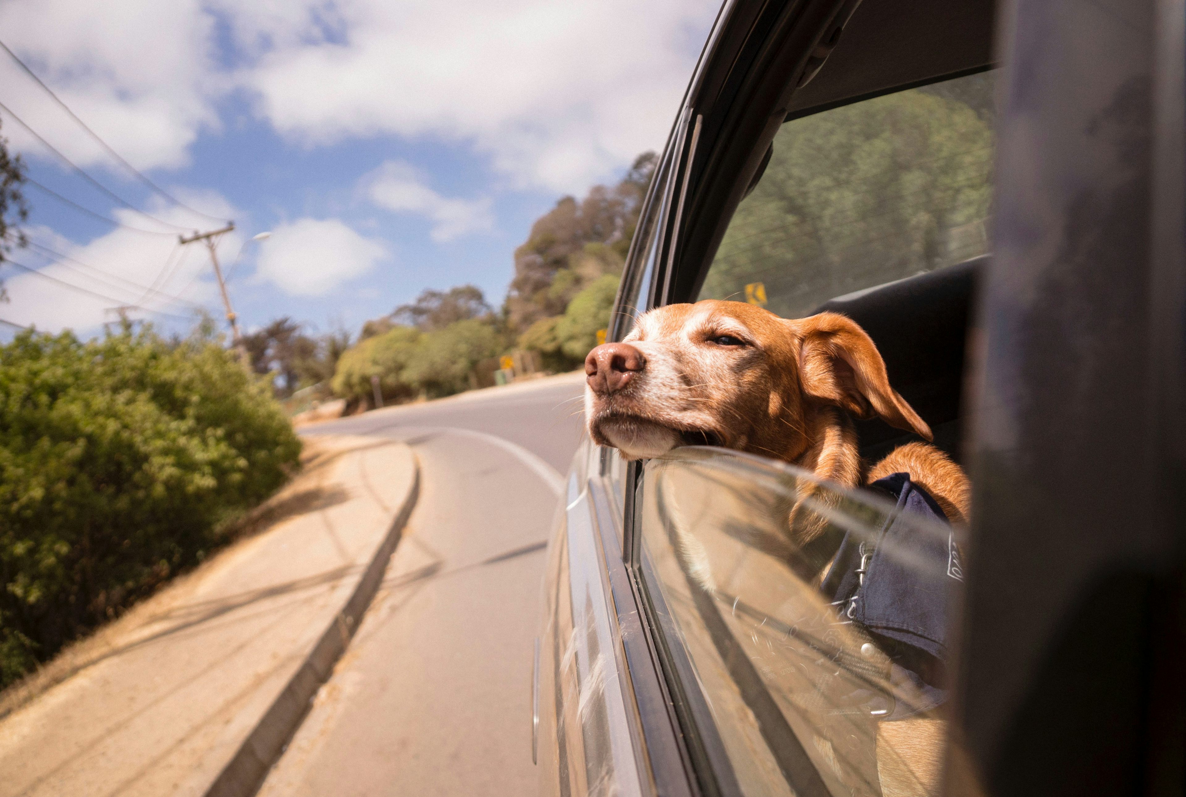Dog leans from car window