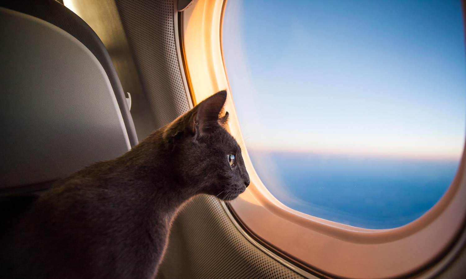 Cat gazes from plane window