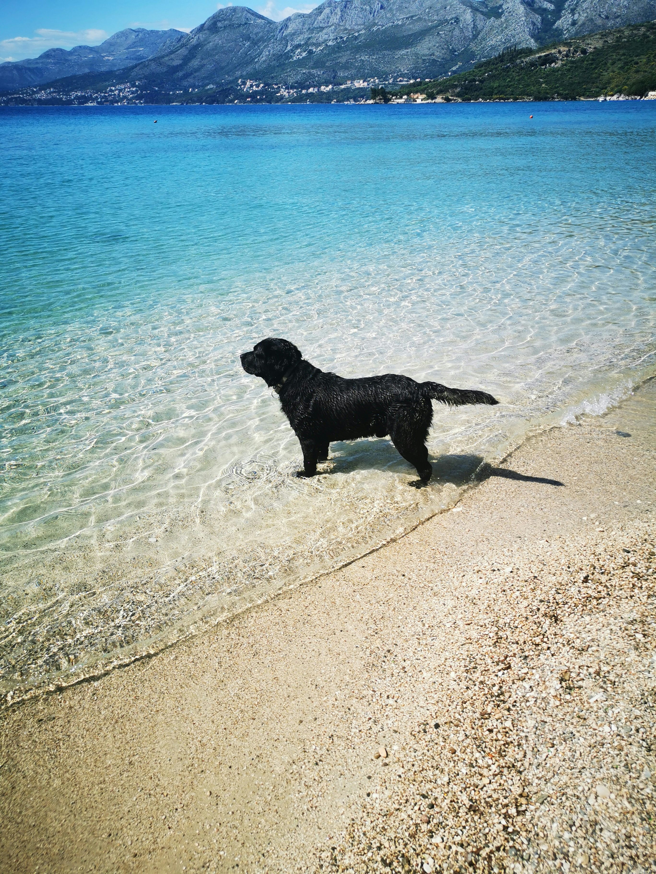 Soggy dog post-swim