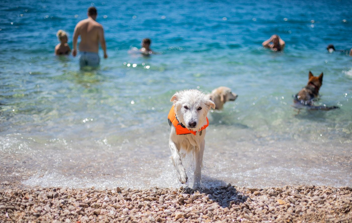 White dog running in from the water at Podvorska Beach