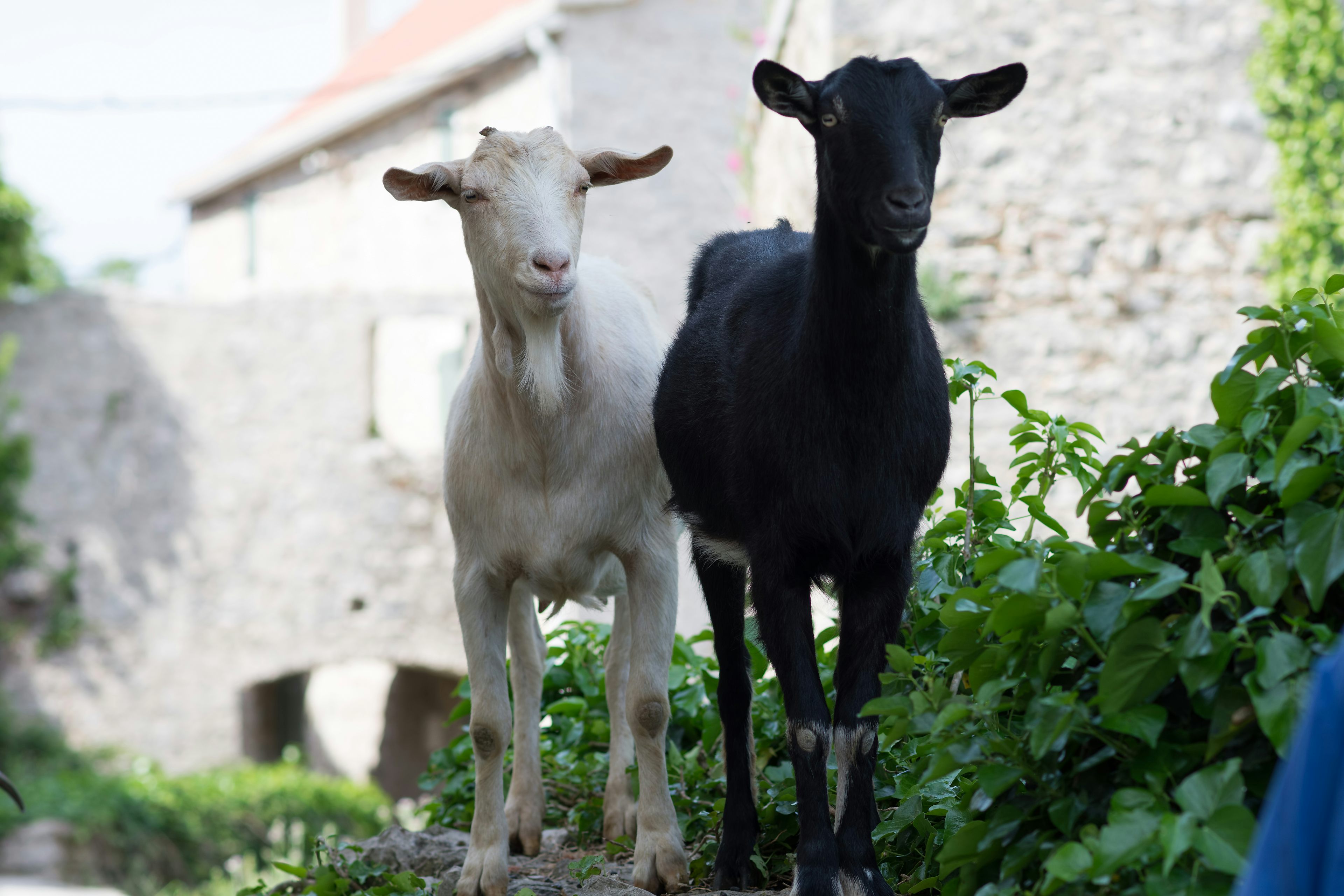 A black goat and a white goat stand next to each other in a rural setting