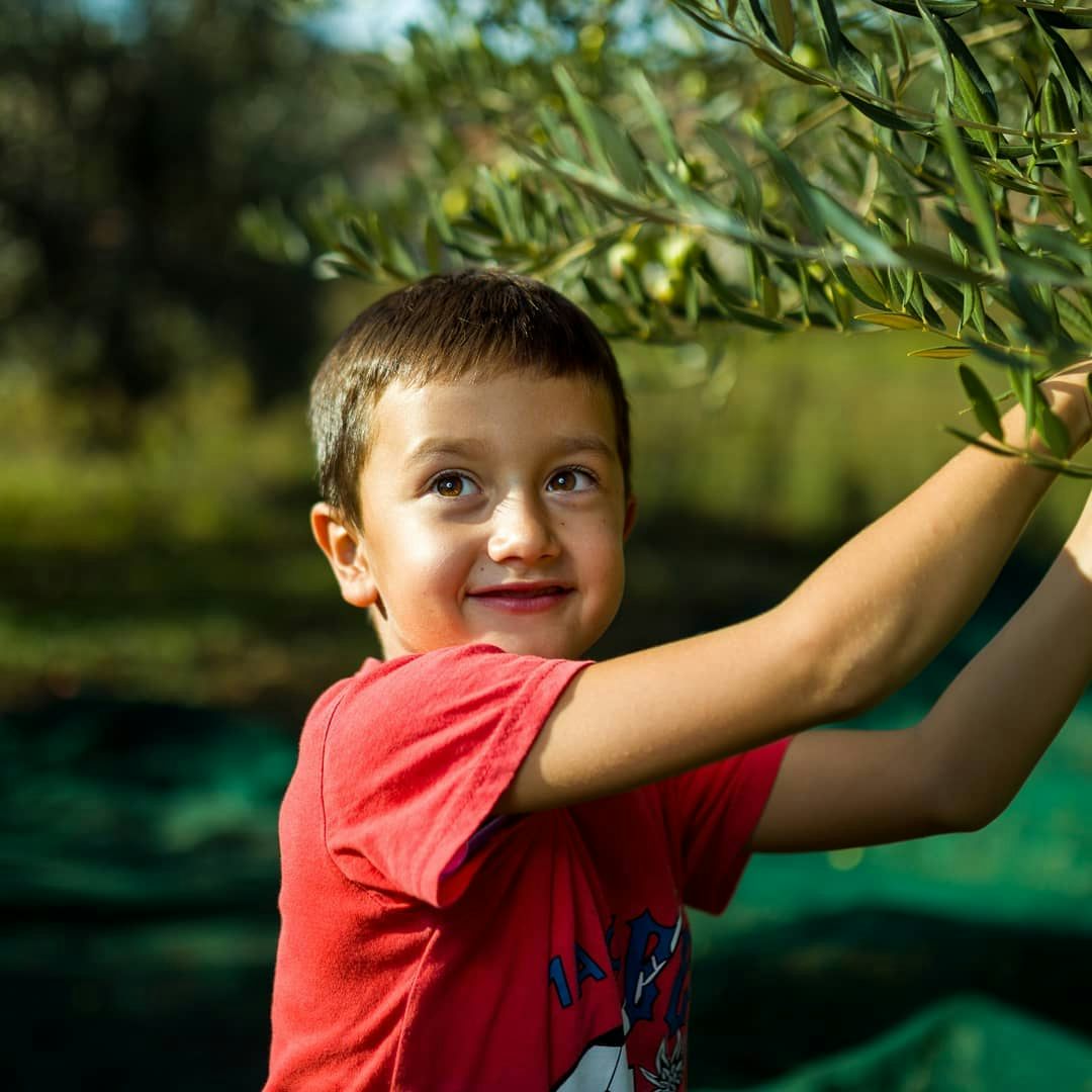 The youngest generation olive harvester of Božić Uje, award-winning family-run olive oil producers based in Svirče.