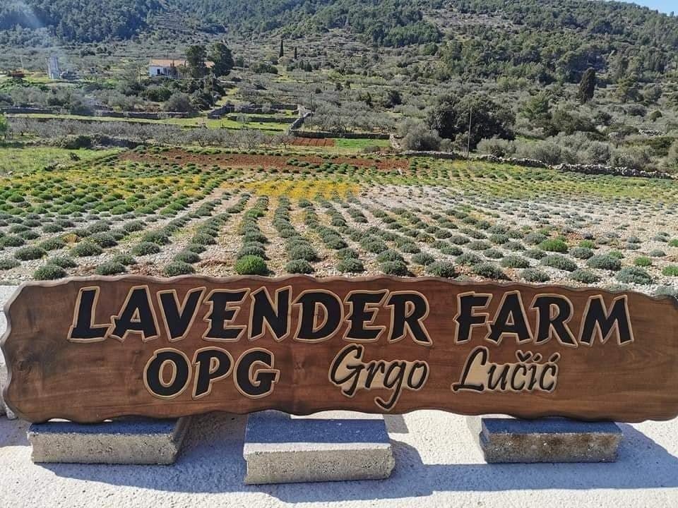 The lavender farm of Grgo Lučić